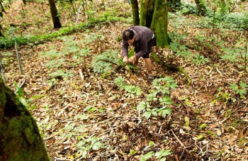 Quảng Nam: Yêu cầu rà soát toàn bộ hồ sơ pháp lý về việc trồng, chế biến, tiêu thụ sâm Ngọc Linh