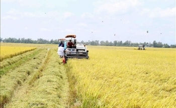 Đến 2030, hình thành một triệu héc-ta vùng chuyên canh lúa chất lượng cao