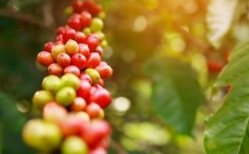 Giá cà phê mới nhất ngày 28/11/2023: Thị trường trong nước giữ mức tăng từ 600 - 700 đồng/kg