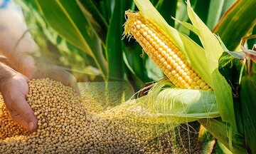 Giá ngô giảm xuống mức thấp nhất kể từ đầu năm 2021