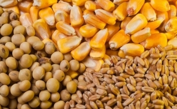 Đậu tương quay đầu hồi phục nhờ triển vọng nhu cầu tại Mỹ