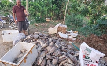 Sơn La: Hàng tấn cá chết nghi do nhiễm nước thải từ chế biến cà phê