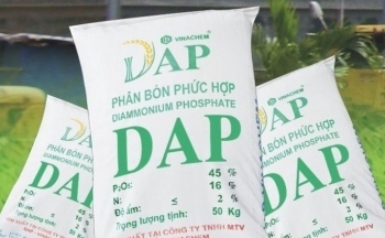 Hiệu quả vượt trội cho cây trồng từ phân bón DAP Đình Vũ