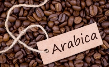 Giá cà phê Arabica có thể giảm khi nguồn cung thêm tín hiệu tích cực