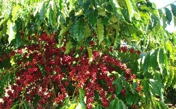 Giá cà phê mới nhất ngày 30/11/2023: Thị trường trong nước giữ đà tăng