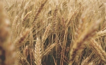 Bão đổ bộ vào Australia gây thiệt hại cho vụ thu hoạch lúa mì