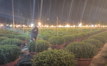 Bà Rịa - Vũng Tàu: Nông dân chong đèn 