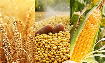 Lúa mì tiếp tục duy trì đà tăng, giá dầu thô suy yếu