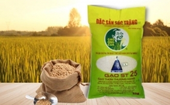 Gạo ST25 tiếp tục đoạt giải Gạo ngon nhất thế giới năm 2023