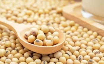 Giá đậu tương có thể giảm mạnh, do đâu?