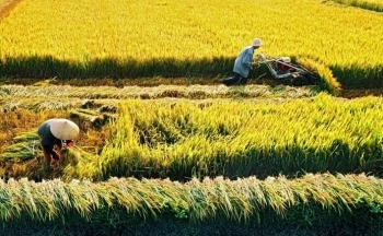 Xuất khẩu lập kỷ lục 4,4 tỷ USD, gạo Việt Nam trước ngưỡng cửa mới