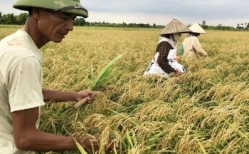Hải Phòng quy hoạch 97 vùng sản xuất hữu cơ, diện tích gần 1.000ha