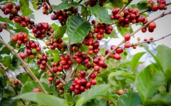 Giá cà phê Arabica vẫn còn động lượng tăng khi tồn kho mất đà