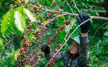 Giá cà phê tăng đột biến khi tồn kho bất ngờ giảm sâu