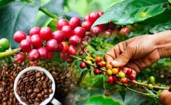 Giá cà phê mới nhất ngày 2/12/2023: Thị trường cà phê trong nước tăng mạnh 1.100 – 1.200 đồng/kg