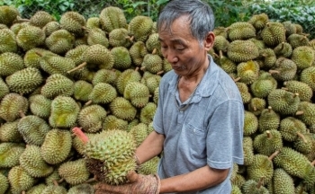 Trung Quốc chi 2 tỷ USD mua gom về ăn, sầu riêng ở chợ Việt giá quá đắt