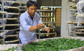 Những tín hiệu tích cực cho ngành dâu tằm tơ Việt Nam