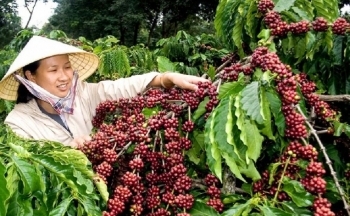 Giá cà phê mới nhất ngày 3/12/2023: Thị trường cà phê trong nước giảm 200 đồng/kg