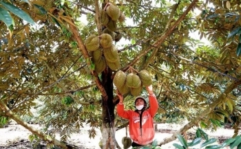 Hậu kiểm là yếu tố then chốt khi xuất khẩu sang Nhật Bản