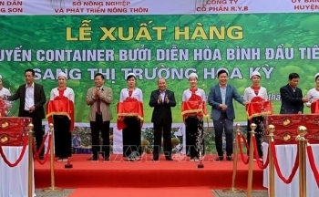Hoà Bình xuất khẩu 48 tấn bưởi Diễn đầu tiên sang thị trường Hoa Kỳ