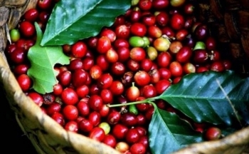 Giá cà phê mới nhất ngày 6/12/2023: Thị trường cà phê trong nước giảm nhẹ 200 đồng/kg