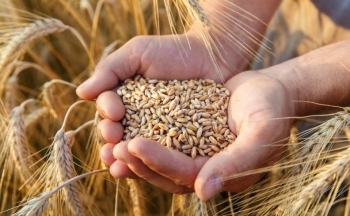 Lúa mì suy yếu, dầu thô chịu áp lực khi mở cửa