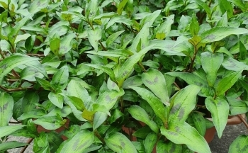 Rau răm - rau gia vị, vị thuốc chữa nhiều bệnh