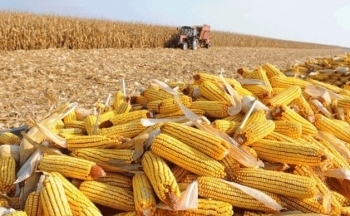 Ngô có thể tiếp tục tăng giá