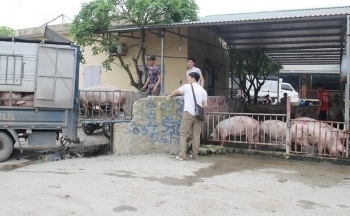 Giá heo hơi liên tục chạm đáy, người nuôi lo thất thu vụ Tết