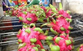 Gỡ khó cho trái cây vào cao điểm thu hoạch
