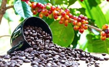 Giữa lúc giá cao kỷ lục, loại hạt tỷ USD của Việt Nam xuất khẩu ‘chạm đáy’