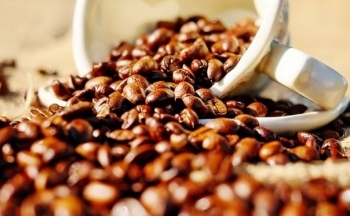 Giá cà phê mới nhất ngày 7/12/2023: Thị trường cà phê trong nước tăng mạnh 700 - 900 đồng/kg