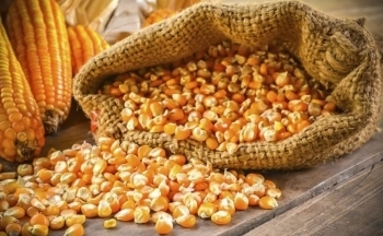 Ngô quay đầu lao dốc, kết thúc chuỗi 5 phiên tăng liên tiếp