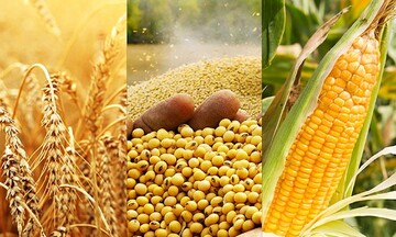 Giá ngô có thể được hỗ trợ từ các số liệu trong báo cáo CONAB