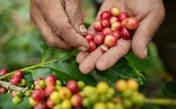 Giá cà phê có thể biến động giằng co do thông tin trái chiều