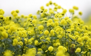 Những lợi ích tuyệt vời của hoa cúc chi cho sức khỏe