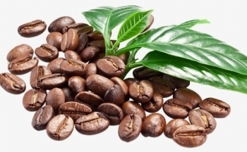 Giá cà phê mới nhất ngày 8/12/2023: Thị trường cà phê trong nước giảm nhẹ 200 - 300 đồng/kg