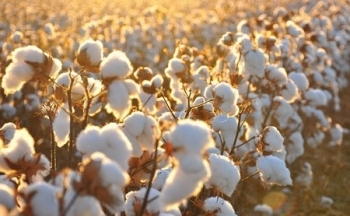 Giá bông tăng kịch trần khi xuất khẩu bông Mỹ hồi phục