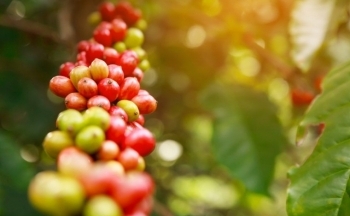 Giá cà phê có thể tăng khi tồn kho tạm ngưng hồi phục