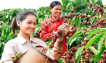 Thủ tướng chỉ đạo về phát triển ngành cà phê và ngành tôm