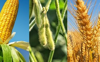 Giá đậu tương sẽ khó giảm sâu trong vài tuần tới