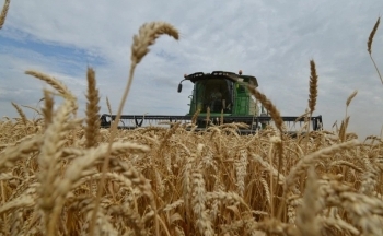 Các mặt hàng nông sản đồng loạt quay đầu suy yếu sau báo cáo WASDE