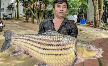 Cần Thơ: Ngư dân bắt được cá trà sóc khủng, quý hiếm trên sông Hậu