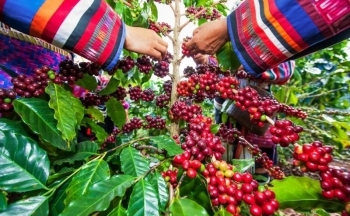 Giá cà phê mới nhất ngày 10/12/2023: Thị trường cà phê trong nước giảm nhẹ 200 đồng/kg