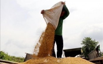 Thị trường nông sản: Giá lúa tăng nhưng giá gạo giảm
