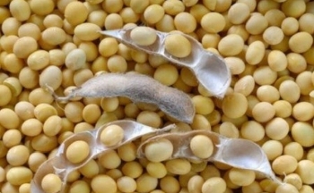 Giá đậu tương ghi nhận chuỗi 5 tuần liên tiếp suy yếu