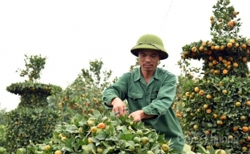 Hưng Yên: Nông dân Văn Giang “biến” cây quýt thành những tác phẩm độc đáo