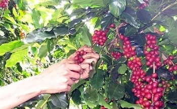 Xuất khẩu cà phê tăng mạnh tại Việt Nam có thể gây sức ép lên giá