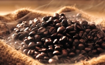 Giá cà phê mới nhất ngày 12/12/2023: Thị trường trong nước ổn định