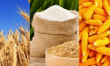 Đà tăng của giá ngô có thể sẽ bị hạn chế ở kháng cự 495